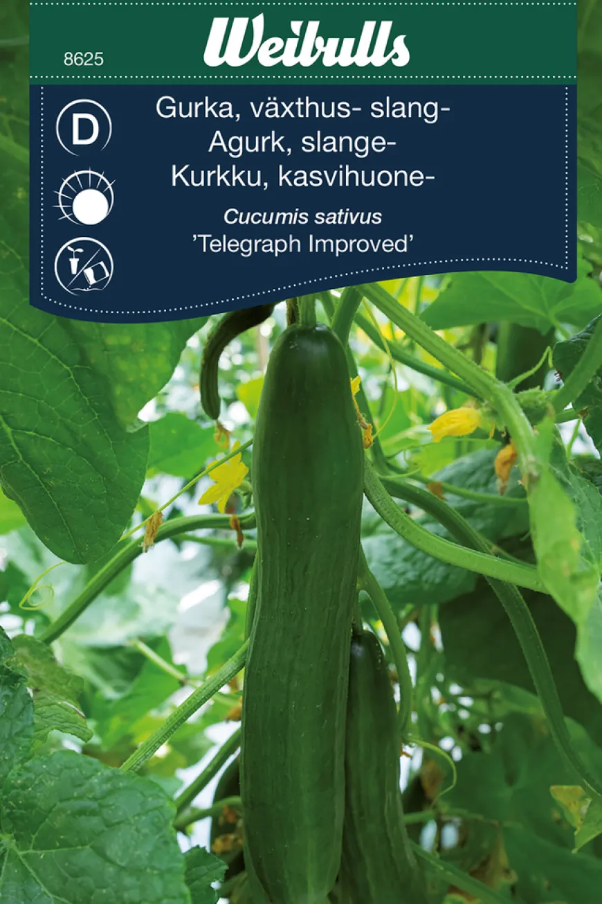 Agurk, 'Telegraph Improved'