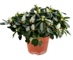 Azalea 12 cm