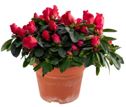 Azalea 12 cm