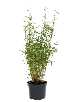 Bambus 'Rufa/Simba' 23 cm