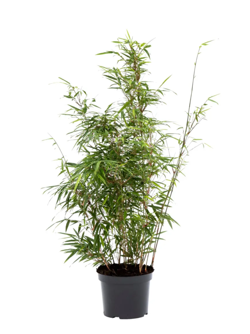 Bambus 'Rufa/Simba' 23 cm