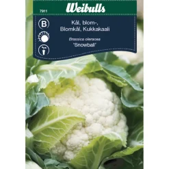 Blomkål 'Snowball'