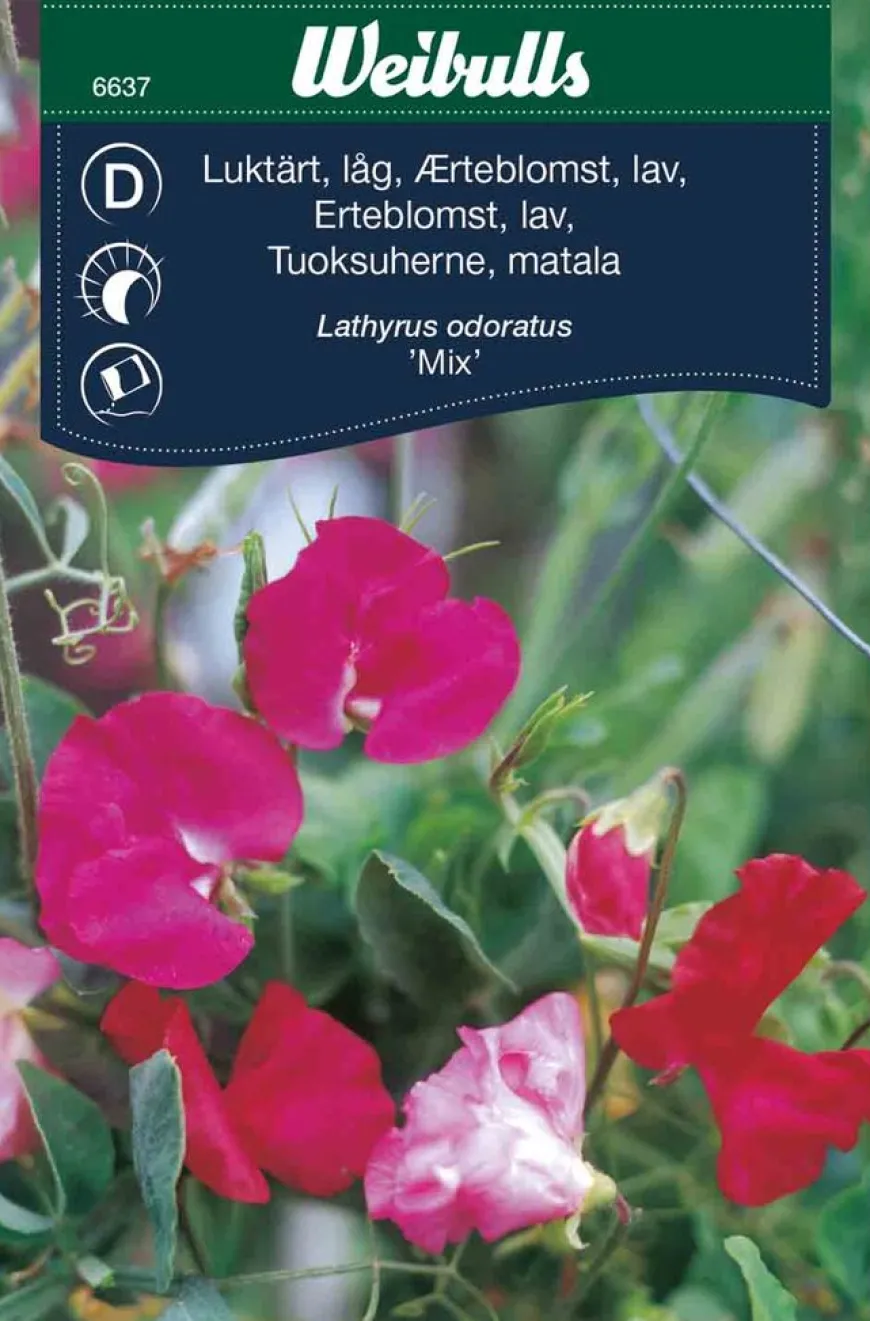 Erteblomst, lav 'Mix'