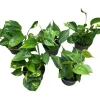 Gullranke Epiprenum Philodendron