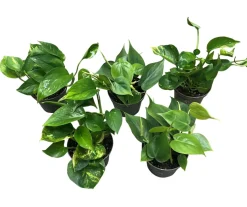 Gullranke Epiprenum Philodendron