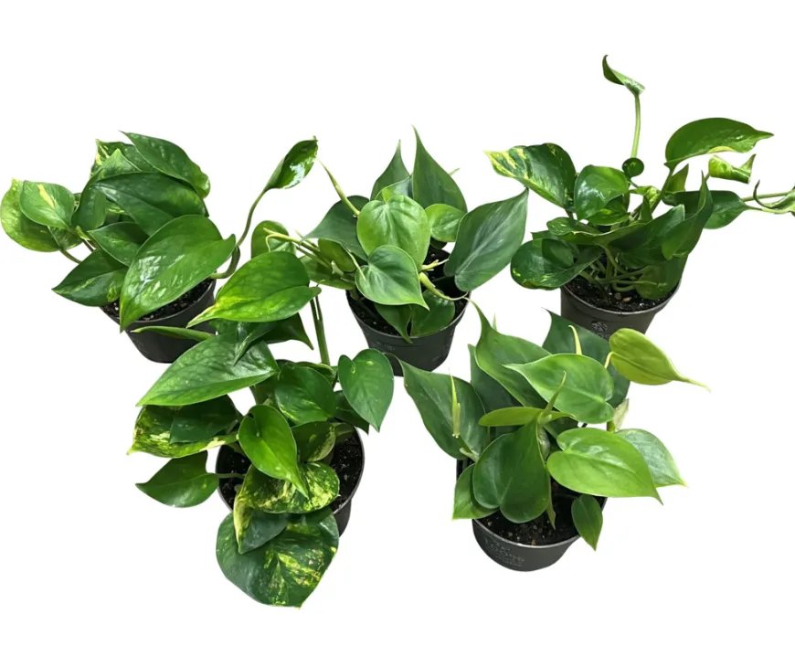 Gullranke Epiprenum Philodendron