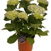 Hortensia 21 cm potte