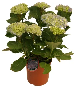 Hortensia 21 cm potte