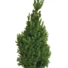 Kjeglegran - 70-75 cm
