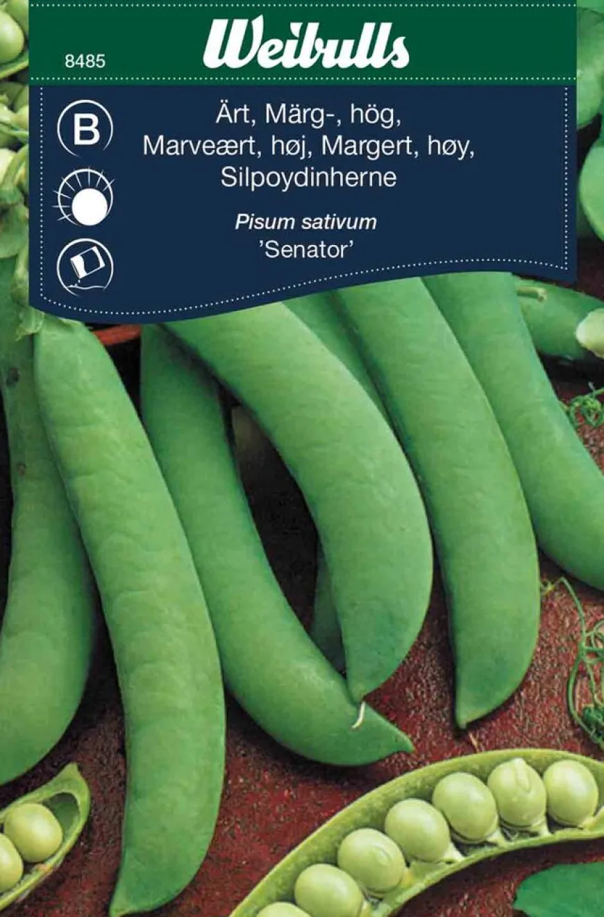 Margert, høy 'Senator'