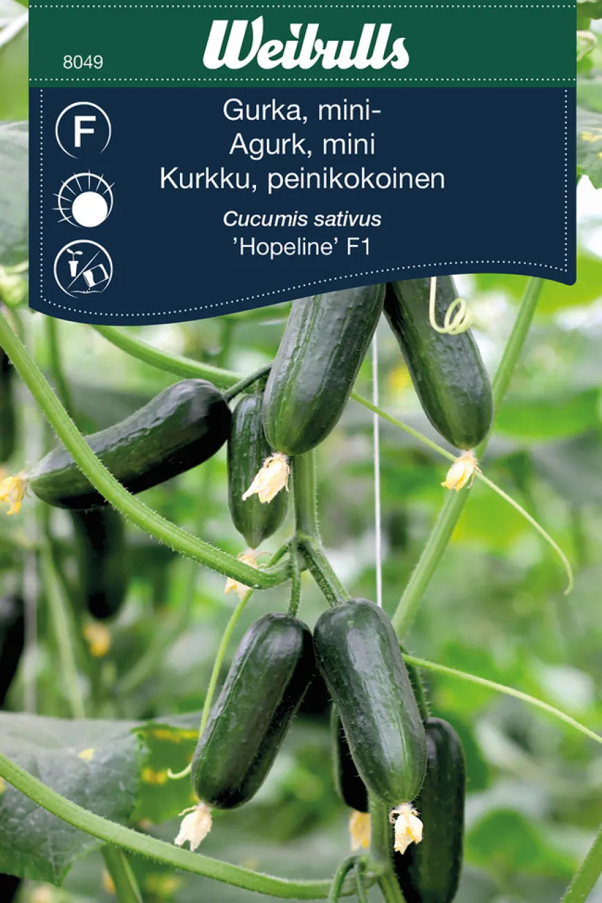 Miniagurk, 'Hopeline F1'