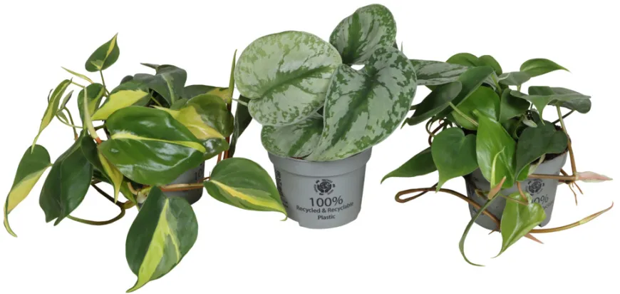 Philodendron Scandens mix i 10,5 cm potte