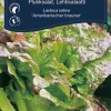 Plukksalat - 'Amerikanischer Brauner'