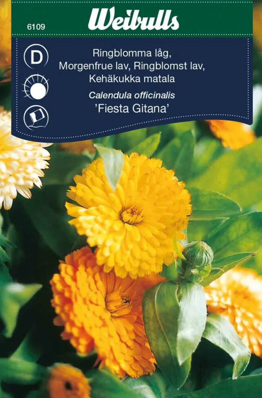 Ringblomst lav 'Fiesta Gitana'