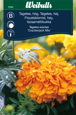 Tagetes, høy 'Crackerjack Mix'