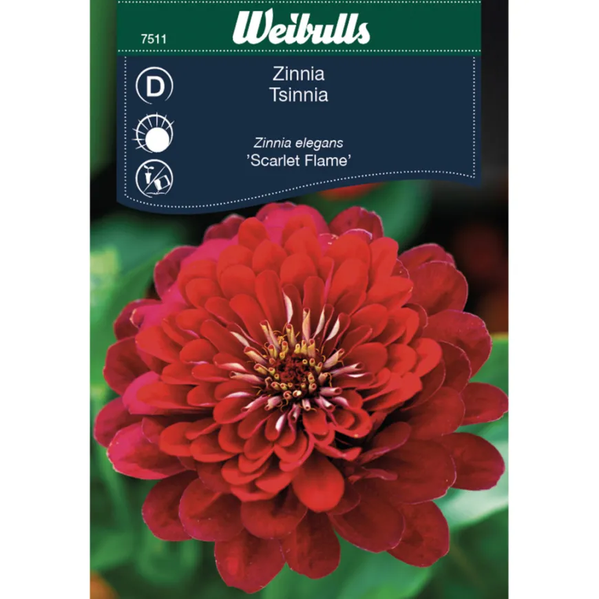 Zinnia Elegans 'Scarlet Flame'